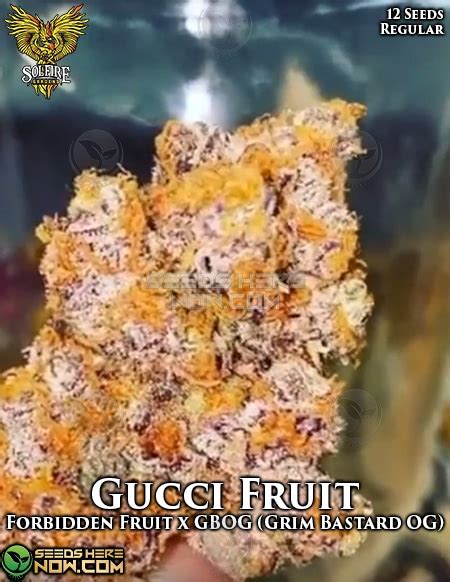 <strong>Gucci</strong> OG is a hybrid <strong>strain</strong> that is an OG Kush variant, and is known for being a sweet and sour smelling bud. . Gucci fruit strain